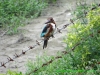 120729-02496-in-agra-mahtab-bagh-kingfisher