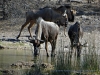 120925-06268-bw-thakadu-camp-waterhole-wildebees