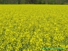 130504-26068-fr-cote-d-or-mustard-field