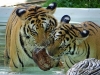 120704-01429-th-chiangmai-tiger-kingdom