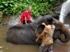 120705-01543-th-chiangmai-rantong-elephants-eryn