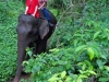 120705-01627-th-chiangmai-rantong-elephants-ethan-susan