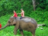 120705-04717-th-chiangmai-rantong-elephants-ethan-jerry