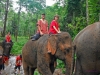 120705-04758-th-chiangmai-rantong-elephants-ethan-jerry