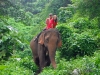 120705-04853-th-chiangmai-rantong-elephants-eryn-jerry