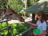 120707-00684-th-chiangmai-zoo-feeding-giraffe-eryn