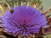 130601-27476-gr-crete-thistle-at-our-house