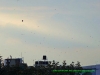 120815-01319-in-delhi-kites-celebrating-independence