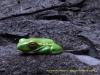 121122-14885-za-cwebereserve-mbanyana-falls-hike-tree-frog