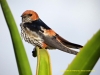 121123-15054-za-thehaven-striped-swallow