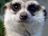 121128-15255-za-plettenbergbaytenikwa-meerkat