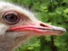 121129-15543-za-oudtshoorn-safari-ostrich-farm-ostrich