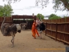121129-15590-za-oudtshoorn-safari-ostrich-farm-susan