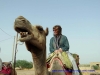 120809-03407-in-jaisalmer-thar-desert-camels-susan
