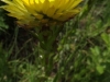 121119-14412-za-drakensberg-monkscowl-hike-flowers