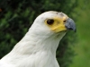 121120-14510-za-drakensberg-falconridge-african-fish-eagle