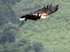 121120-14549-za-drakensberg-falconridge-african-fish-eagle