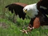 121120-14550-za-drakensberg-falconridge-african-fish-eagle