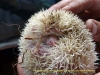 121120-14672-za-drakensberg-reptilecentre-african-pygmy-hedgehog-albino