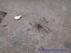 120721-00875-la-vientiane-4-inch-spider-on-sidewalk