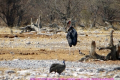 Etosha Park