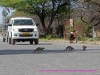 121001-06727-na-etosha-park-namutoni-camp-banded-mongoose