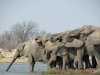 121002-06939-na-etosha-park-goas-waterhole-elephant