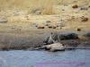 121002-06997-na-etosha-park-nuamses-waterhole-leopard-kudu-kill