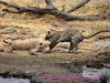 121002-07042-na-etosha-park-nuamses-waterhole-leopard-kudu-kill