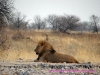 121003-07194-na-etosha-park-rietfontein-waterhole-lion
