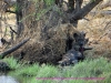 121003-07289-na-etosha-park-nuamses-waterhole-spotted-hyena-with-kudu-kill