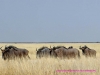 121003-07339-na-etosha-park-blue-wildebeest