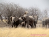 121003-07369-na-etosha-park-elephant