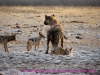 121004-07693-na-etosha-park-gemsbokvlakte-waterhole-black-backed-jackel-spotted-hyena
