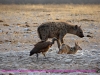 121004-07695-na-etosha-park-gemsbokvlakte-waterhole-black-backed-jackel-spotted-hyena-white-backed-vulture