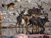 121004-07718-na-etosha-park-olifantsbad-waterhole-kudu-helmeted-guineafowl