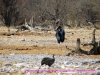 121005-08170-na-etosha-park-ombika-waterhole-marabou-stork-helmeted-guineafowl