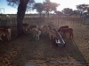 120928-06511-na-weaversrock-farm-drive-calves