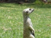 121009-08309-na-ai-aiba-lodge-meerkat