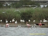 121012-08474-na-swakopmund-flamingo