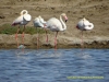 121014-08667-na-swakop-river-flamingo