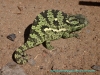 121016-02026-na-swakopmund-snake-park-chameleon