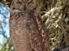 121018-08946-na-sossusvlei-spotted-eagle-owl