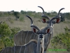 121104-11647-za-sablehill-kudu