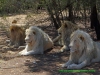 121105-11745-za-broekmansfontein-farm-lion