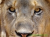 121105-11773-za-broekmansfontein-farm-lion