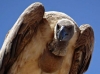 121022-09322-za-kgalagadipark-auob-river-dalkeith-whitebacked-vulture