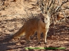 121023-09683-za-kgalagadipark-kalahari-tented-camp-yellow-mongoose