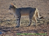 121024-09811-za-kgalagadipark-auob-river-craig-lockhardt-african-wild-cat