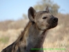 121024-09959-za-kgalagadipark-auob-river-urikaruus-hyena